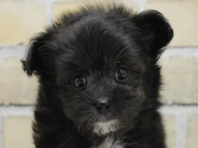 熊本県のハーフ犬・ミックス犬 (ペッツワン熊本宇土店/2025年3月31日生まれ/男の子/ブラックホワイト)の子犬